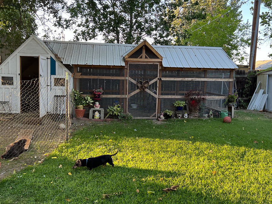 Enclosed chicken coop and run.