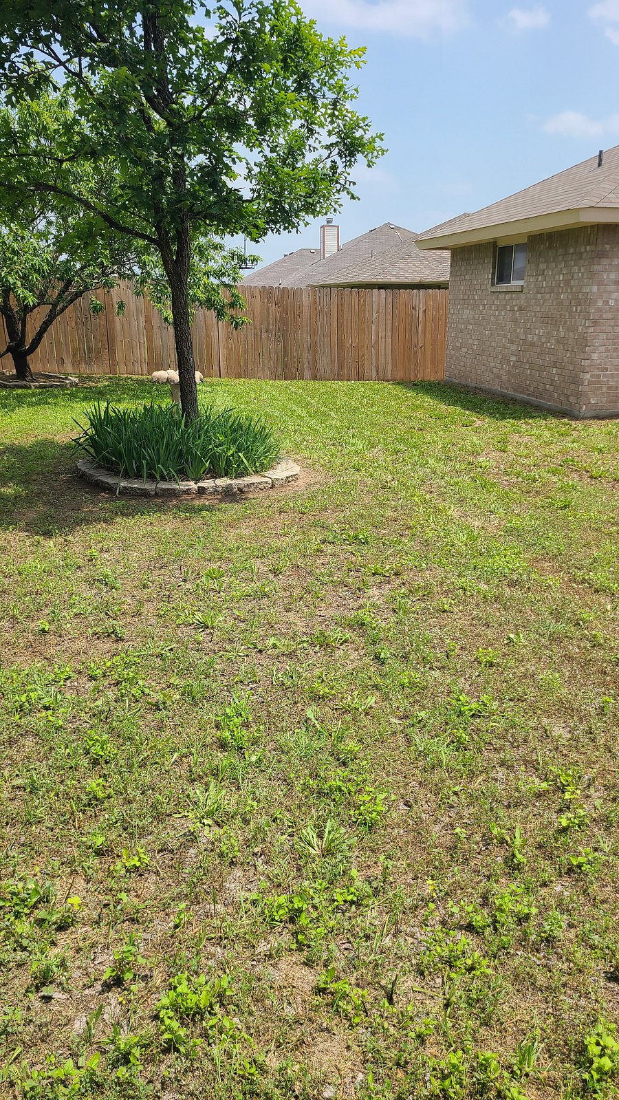 Back yard