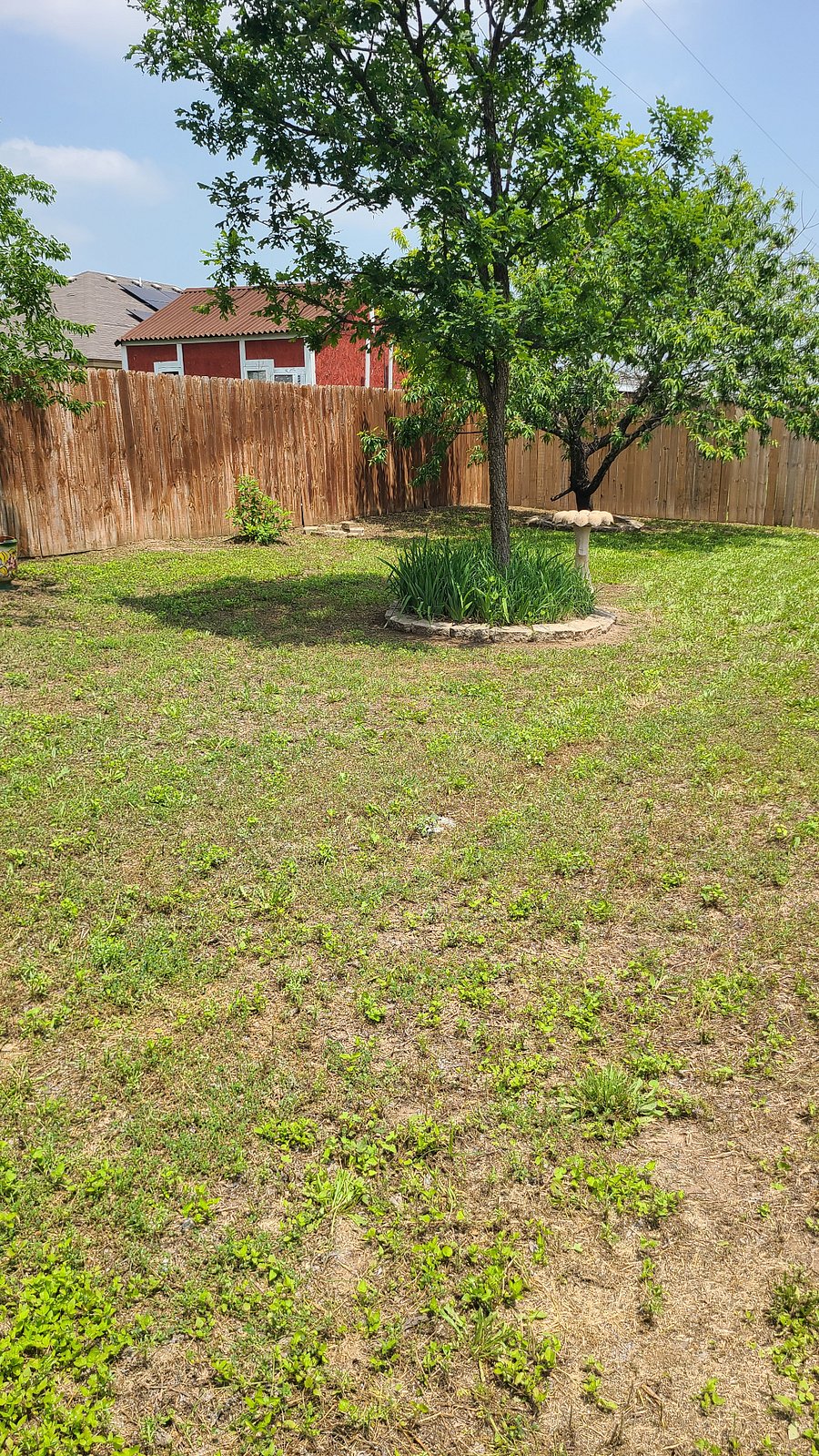 Back yard