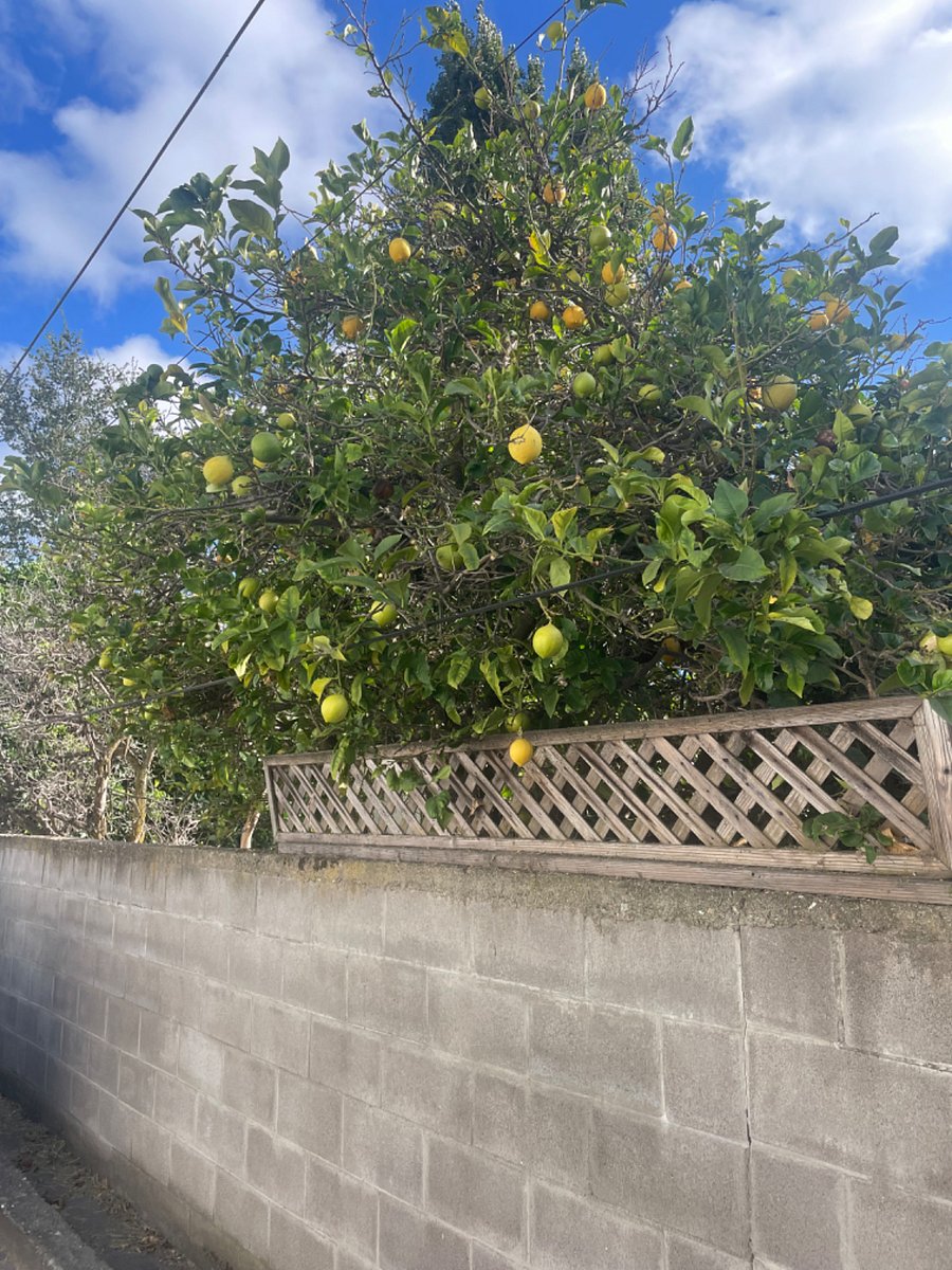 Lemons year round, oranges and berries in season!