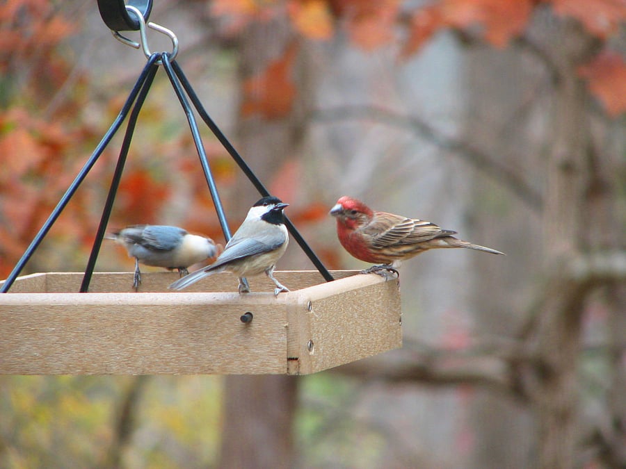 A bird watchers paradise