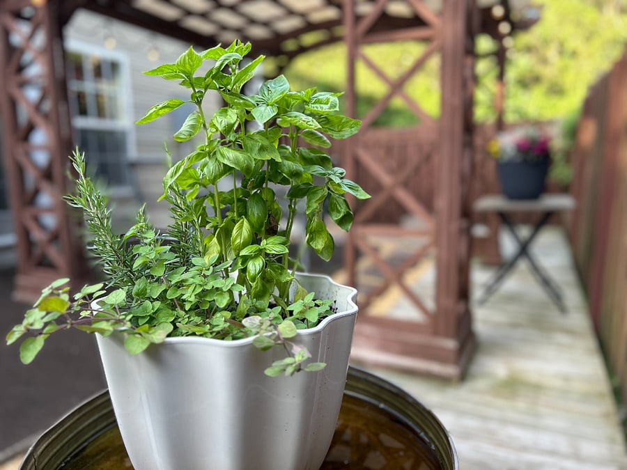 Fresh basil & rosemary to get you started this season!