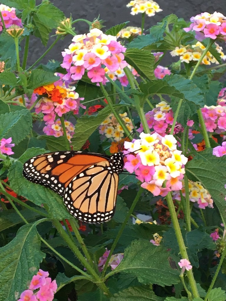 The lantana in the front yard and along driveway attract a ton of butterflies and hummingbirds