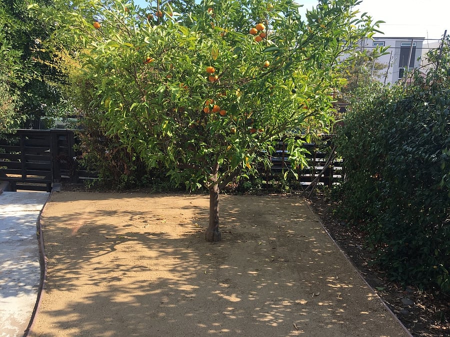 Front yard, Honey Mandarin orange tree