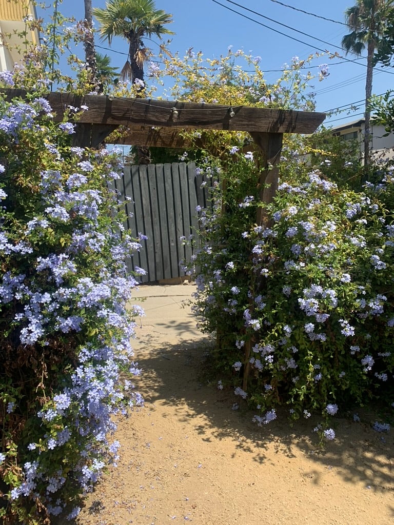 Front yard arbor with Plumbago in bloom