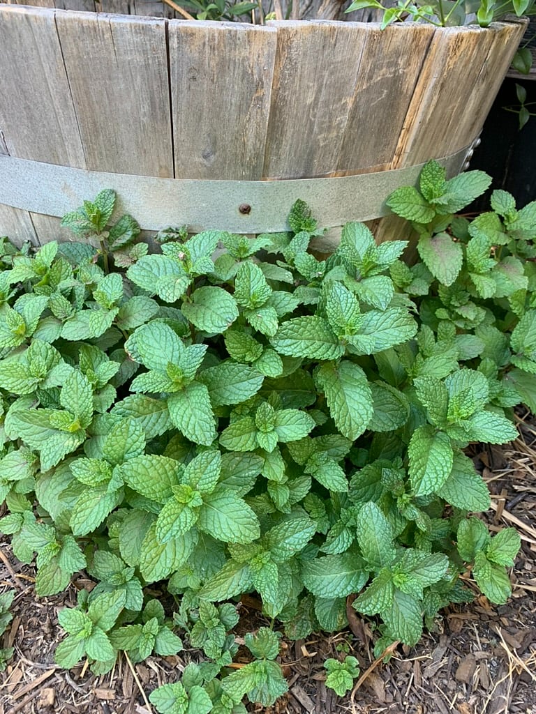 Plenty of fresh mint in the backyard for your mojitos or recipes