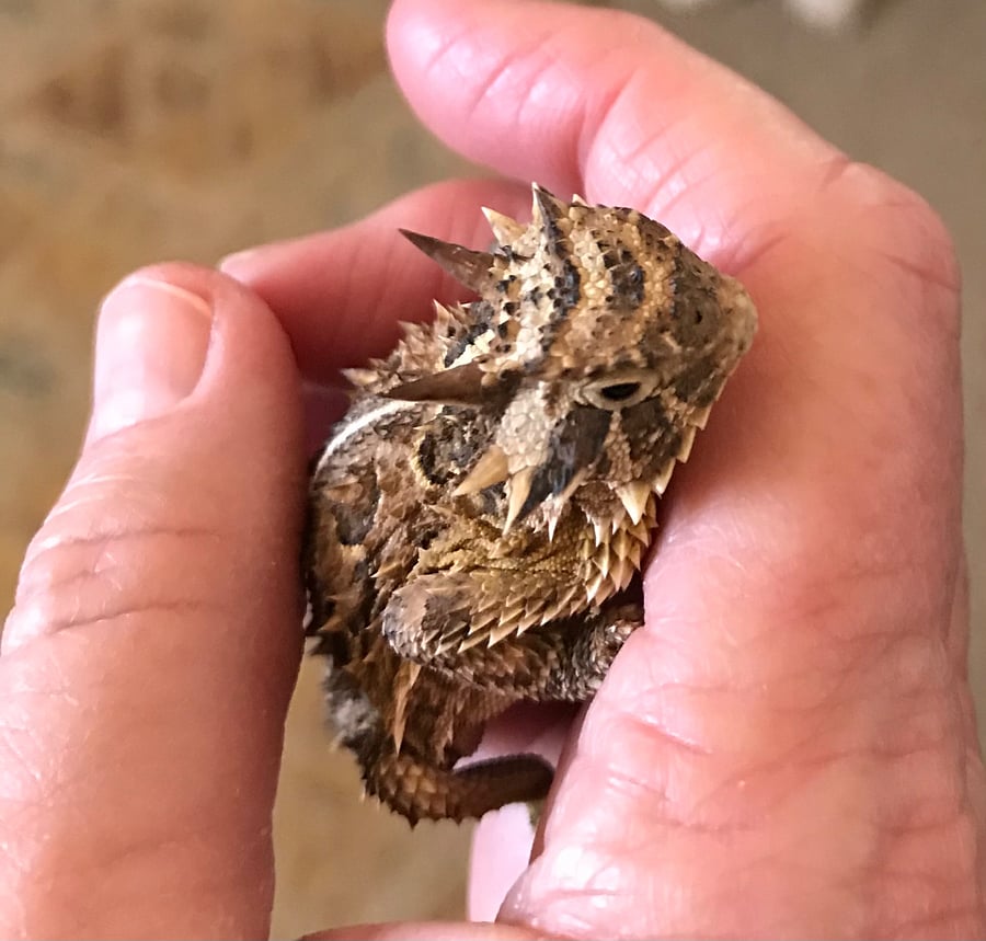 Sweet Adult Horned Toad