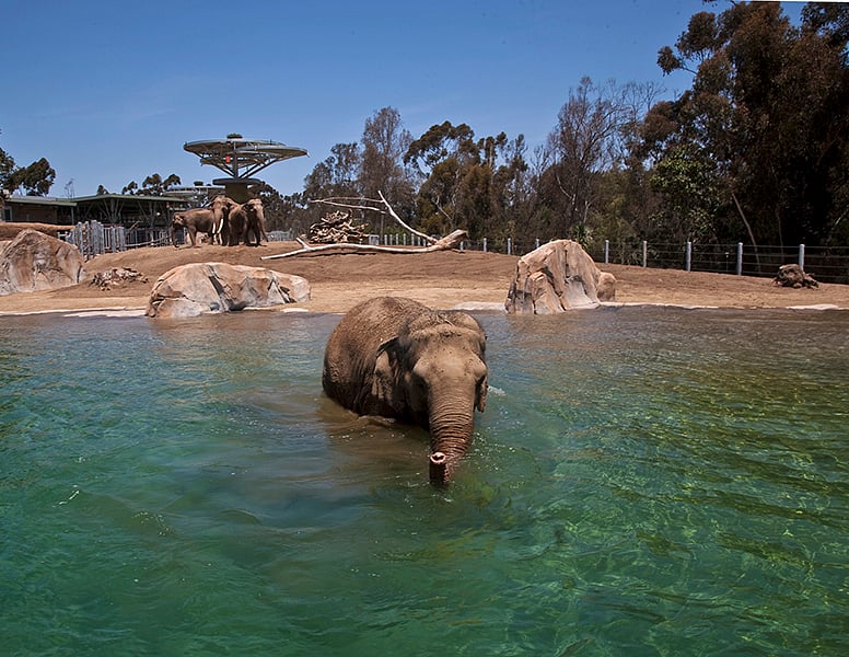 Woah there buddy! The San Diego Zoo..10 minute drive away!