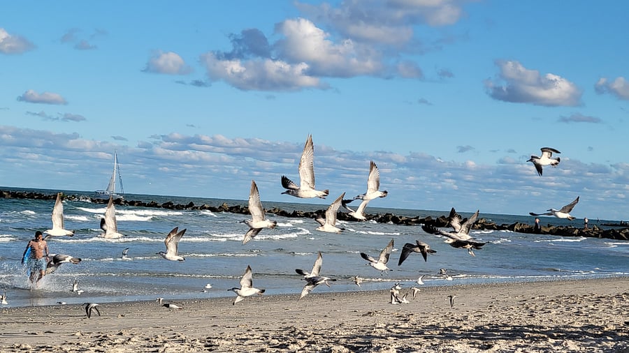 Seagulls easy 1 mile beach walk to jetty. Copy and paste link to more pictures

https://photos.google.com/share/AF1QipPp8SgguGmnXUi2KNE5zp1eYAbyjTMnfz8ya25Benpc5shbHLJ9HaS_nHImIbI-3g?key=QUhBLVNyMFdOdzhRLVIwbF9XR1Vnd3pINU5lYXNn