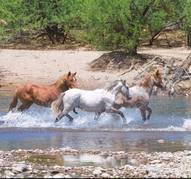 Salt River wild horses nearby