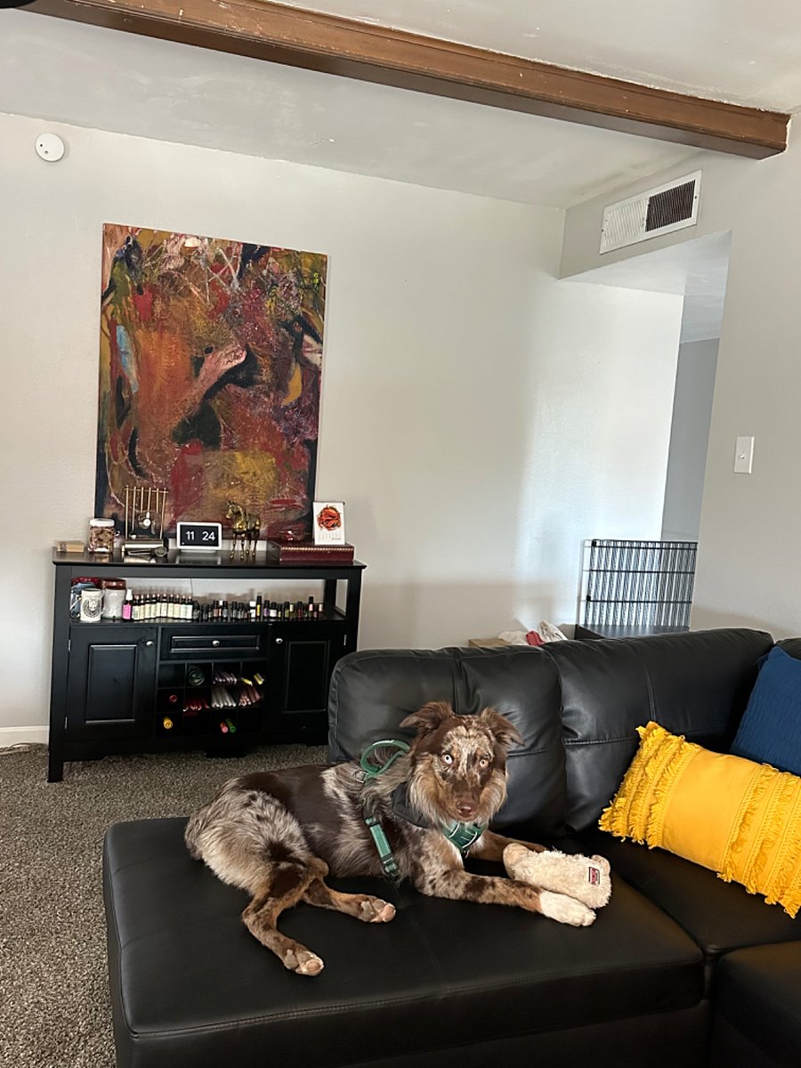 Meet one of the house dogs Canyon. Pictured in living room #1.
