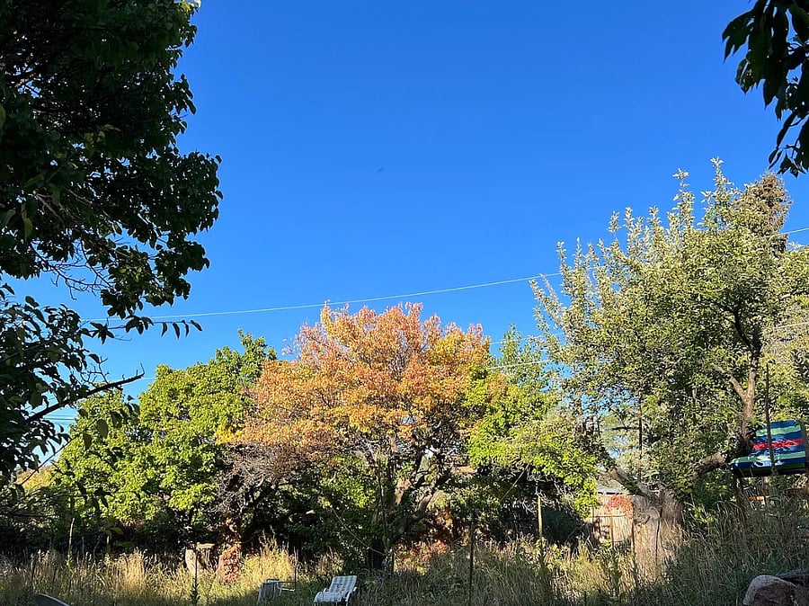 view of orchard when walking up flagstone steps from lower driveway