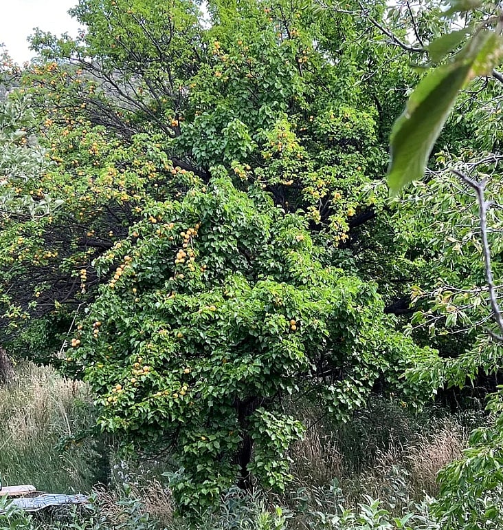Huge, mature Apricot tree