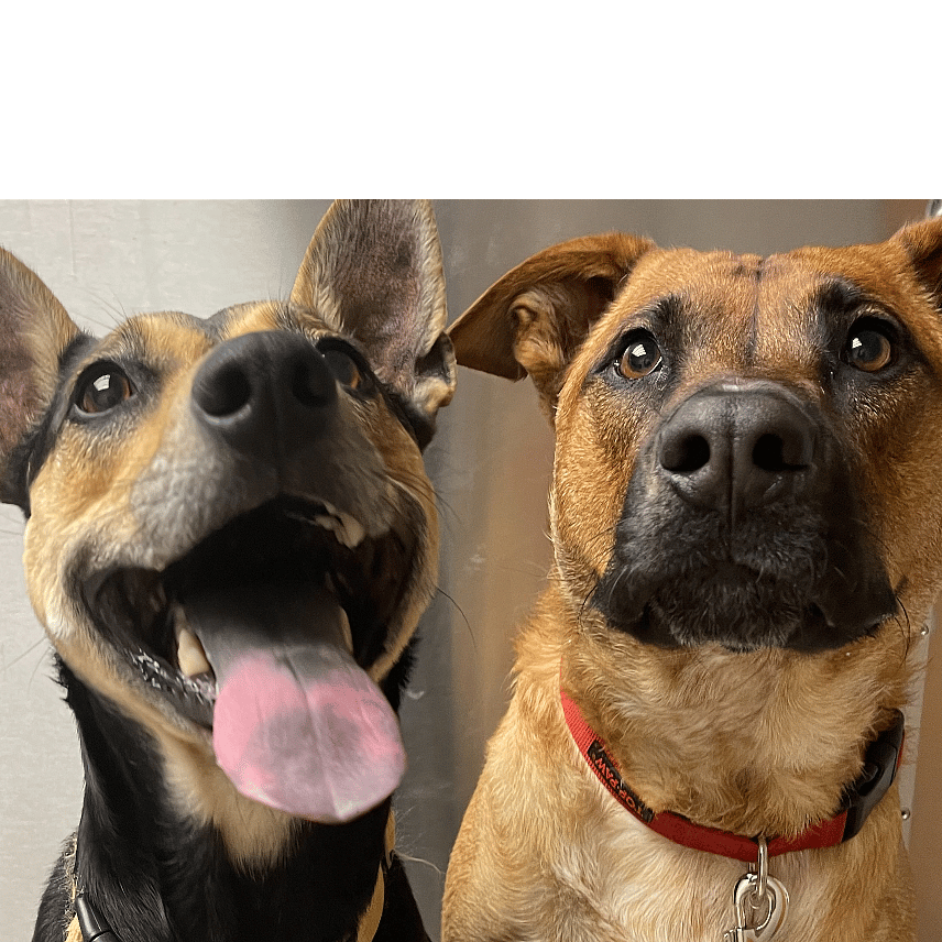 Frankie (Female)
Brewster (Male)