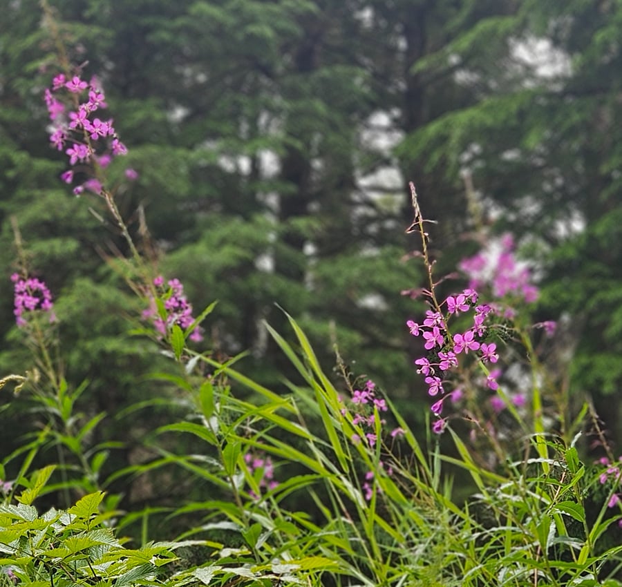 Fireweed in Ward Lake. The lake is about a 10-15 min drive from the cabin. Its a 1.3 mile walk or trail run around. Often visited by tourists and locals. Ward Lake has several hiking trails and camping