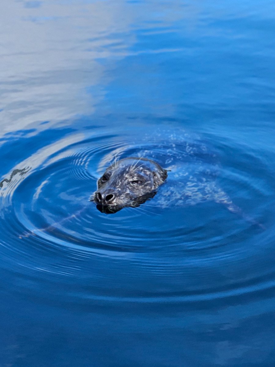 Seals love to come up when they see if you have fish on board the boats