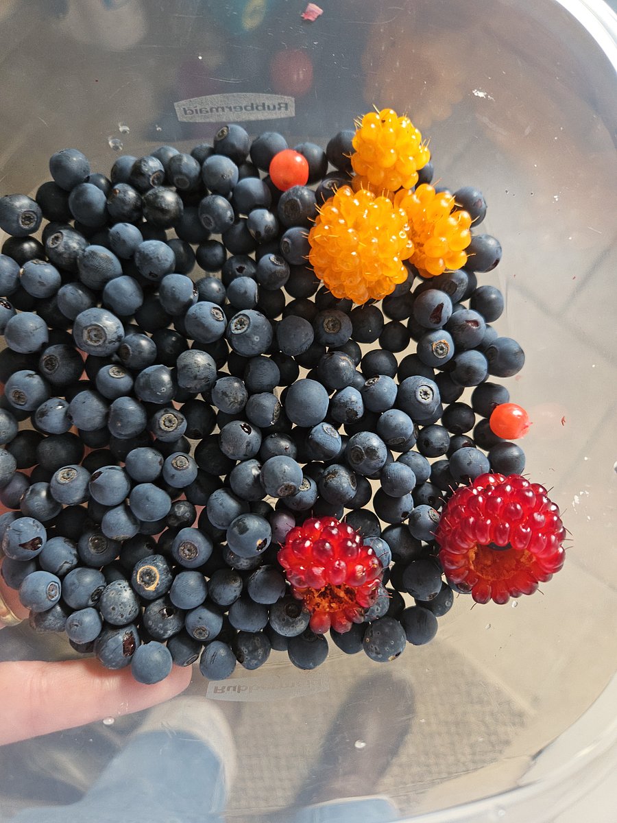 During the summer months, blueberries, huckleberry and salmon berries are in bloom behind the cabin and on the property. Help yourself before the deer, bear and birds devour them!