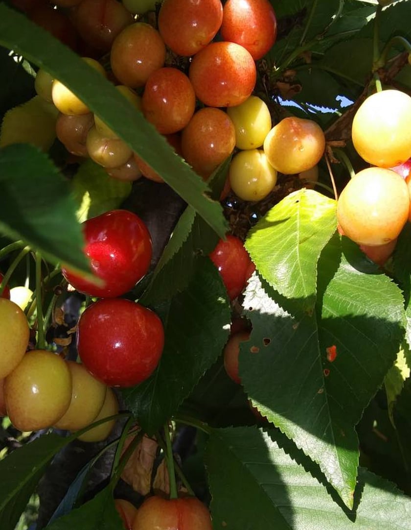 Fruit trees in the garden