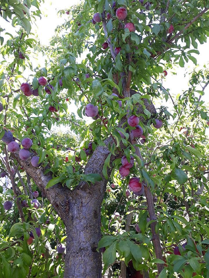 Fruit trees in the garden
