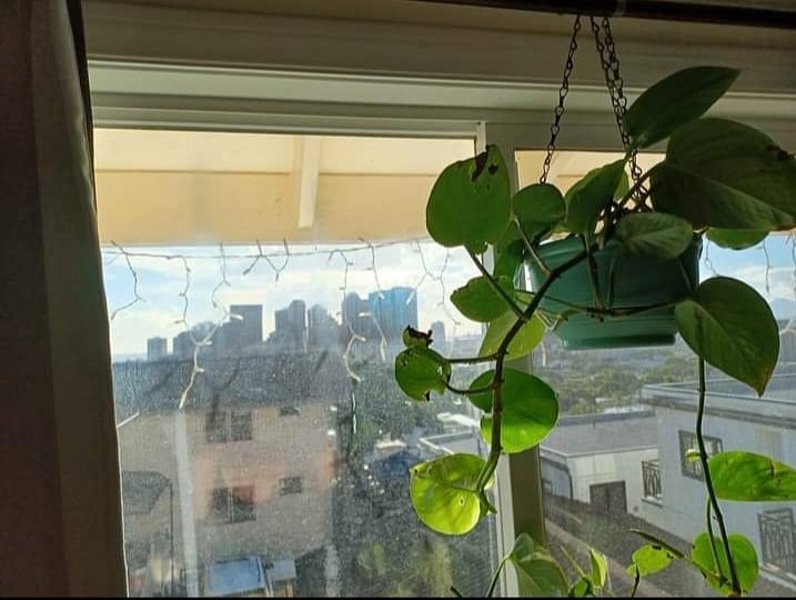 Kitchen window