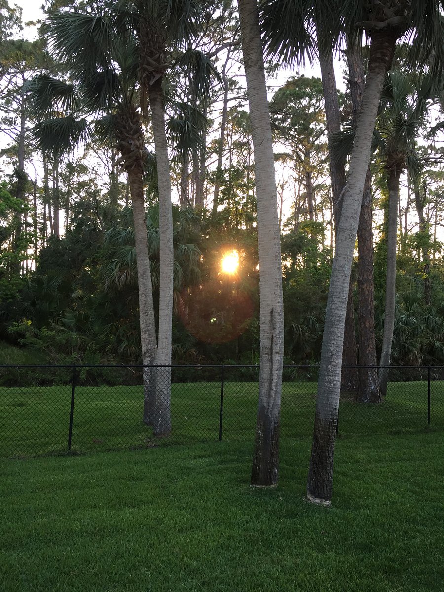 Sunset in backyard 