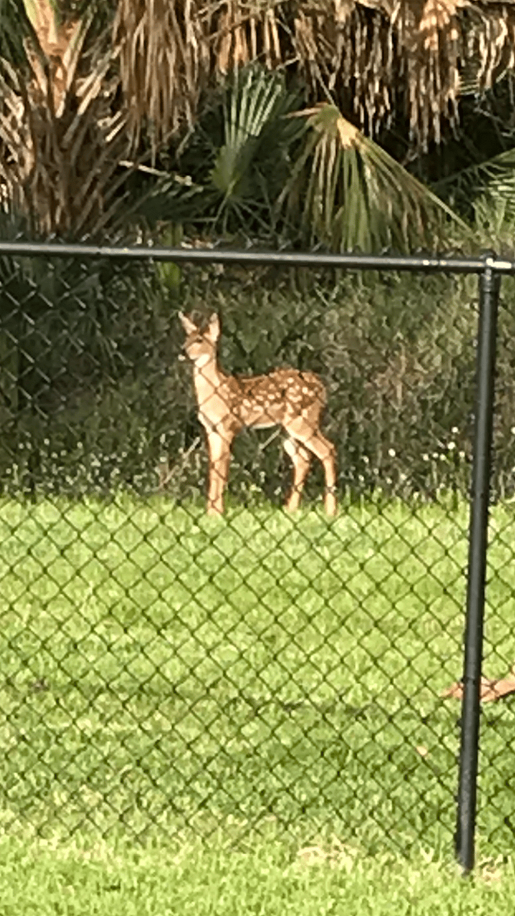 Bambi was here 