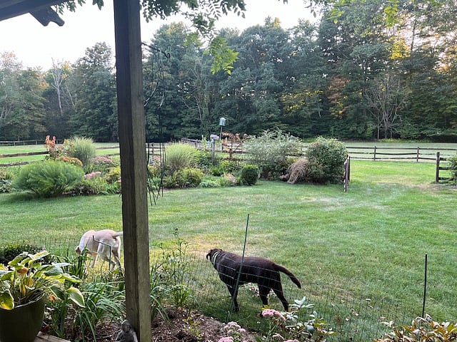 View from deck