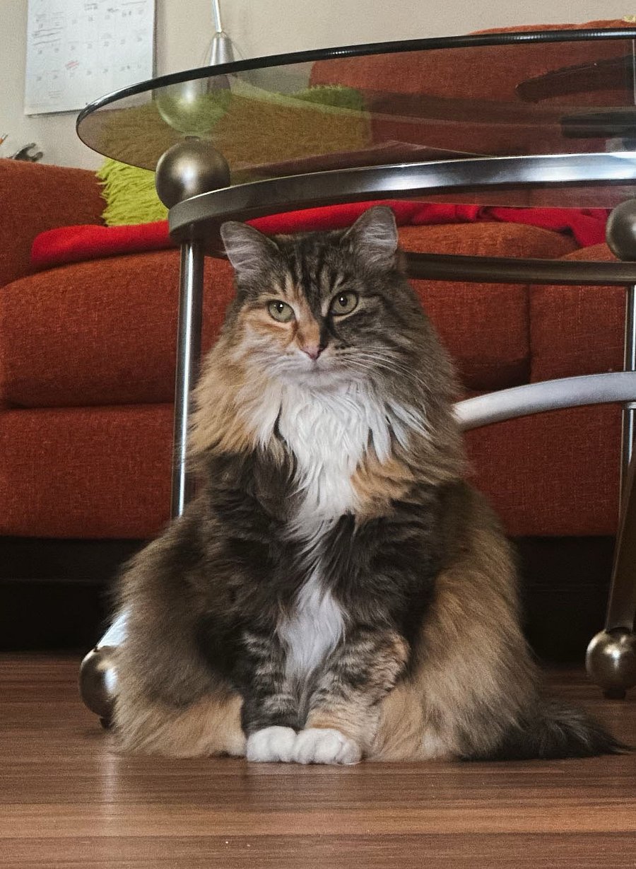 My name is Molly. I am nearly 13 years old. I look beautiful but only love my mom. You can hiss at me - I like that. And you can try and play with me with a stick. I will lull you into thinking I like you... Eye kisses are welcomed.