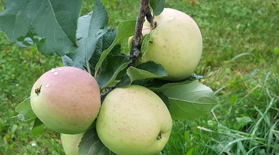 apples