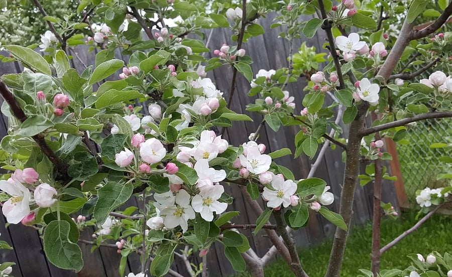 cherry blossoms
