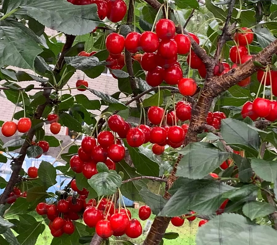 cherries