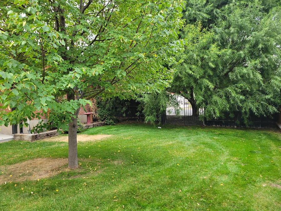 Backyard
