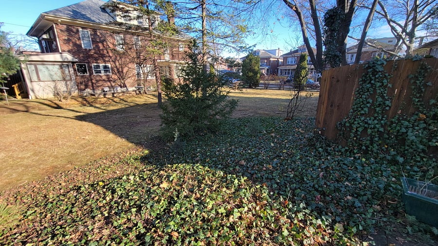 Large side yard great for dogs to roam free.