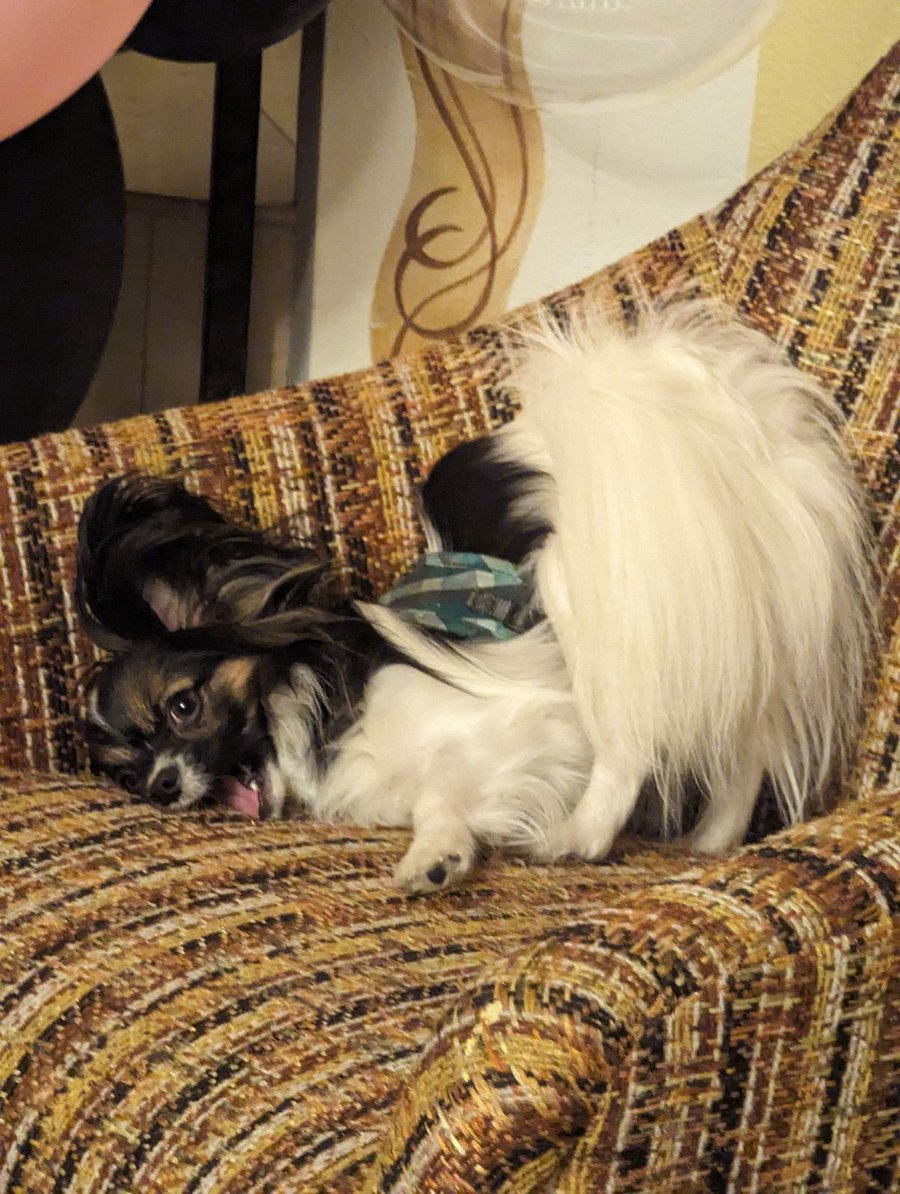 Just for fun _ Fletcher in his favorite chair