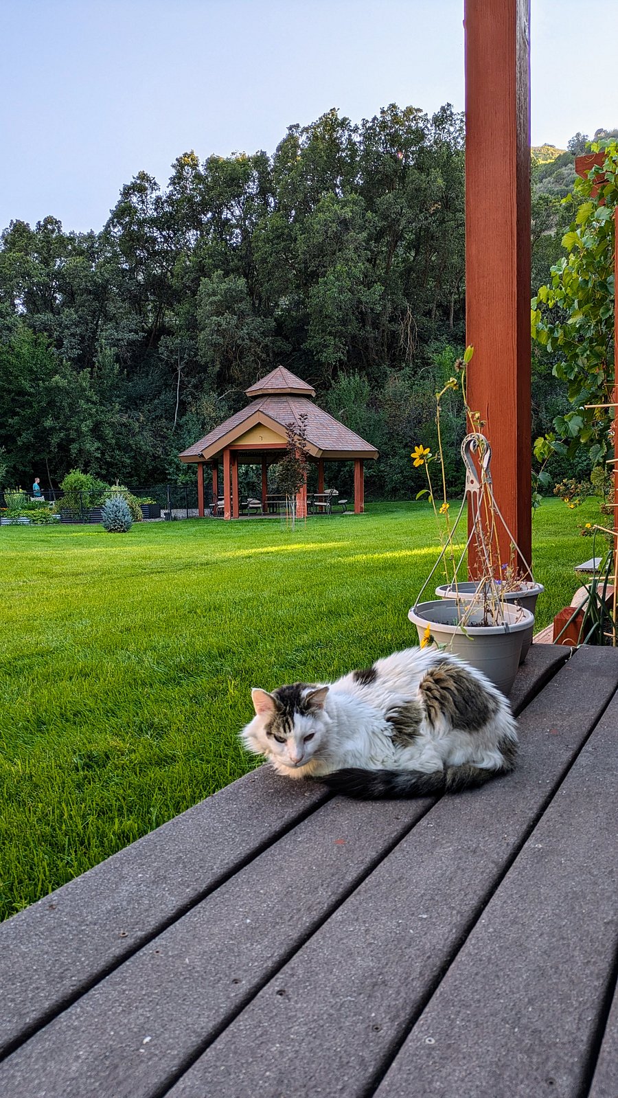 Simon on the back patio