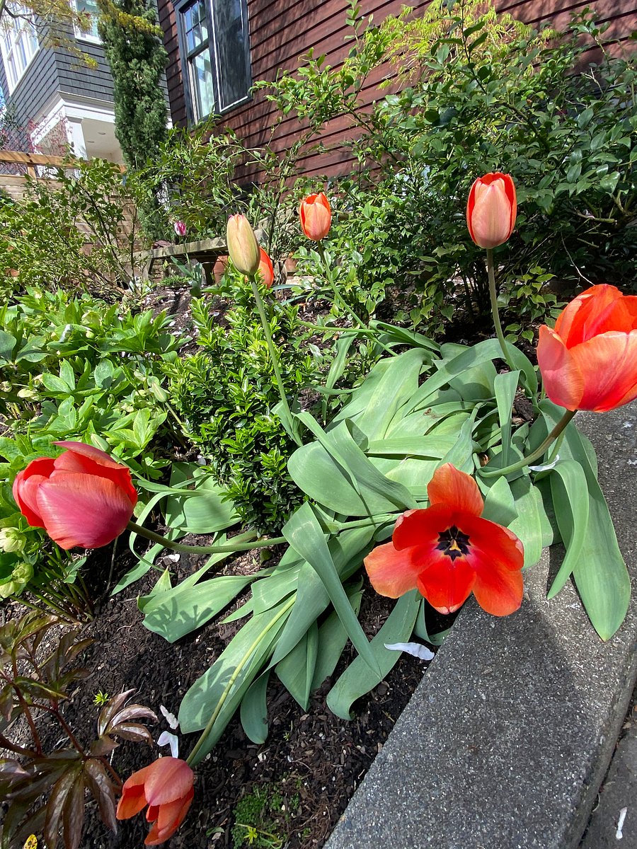 Year round gorgeous garden