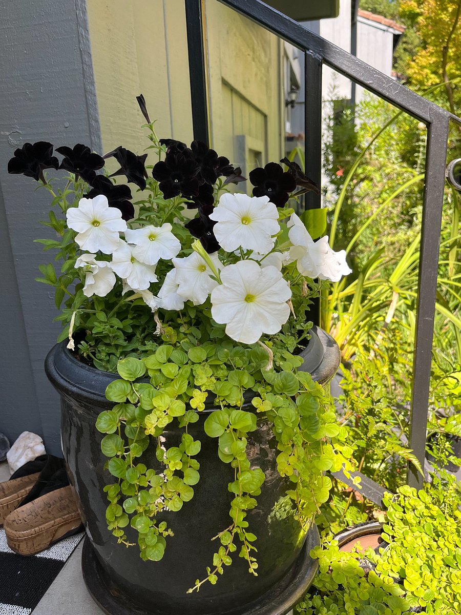 Many plants (inside and out) to enjoy.