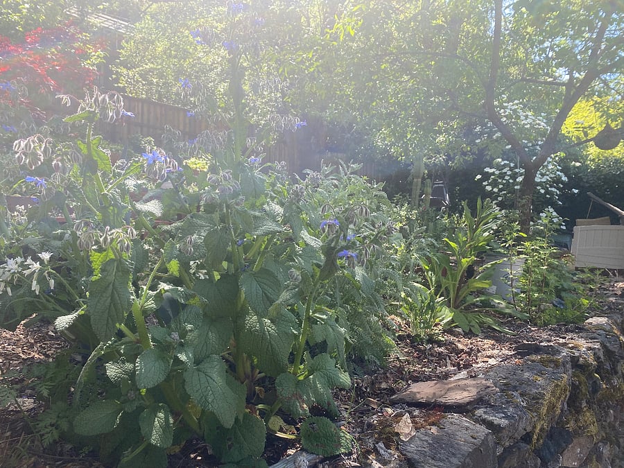 Something is always in bloom in my garden.