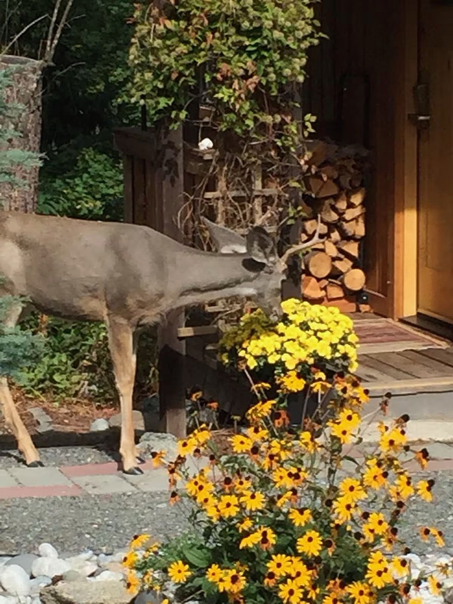 Wildlife