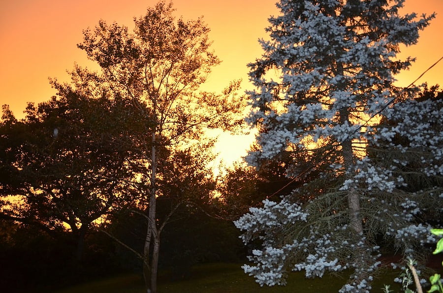 View from the back yard
