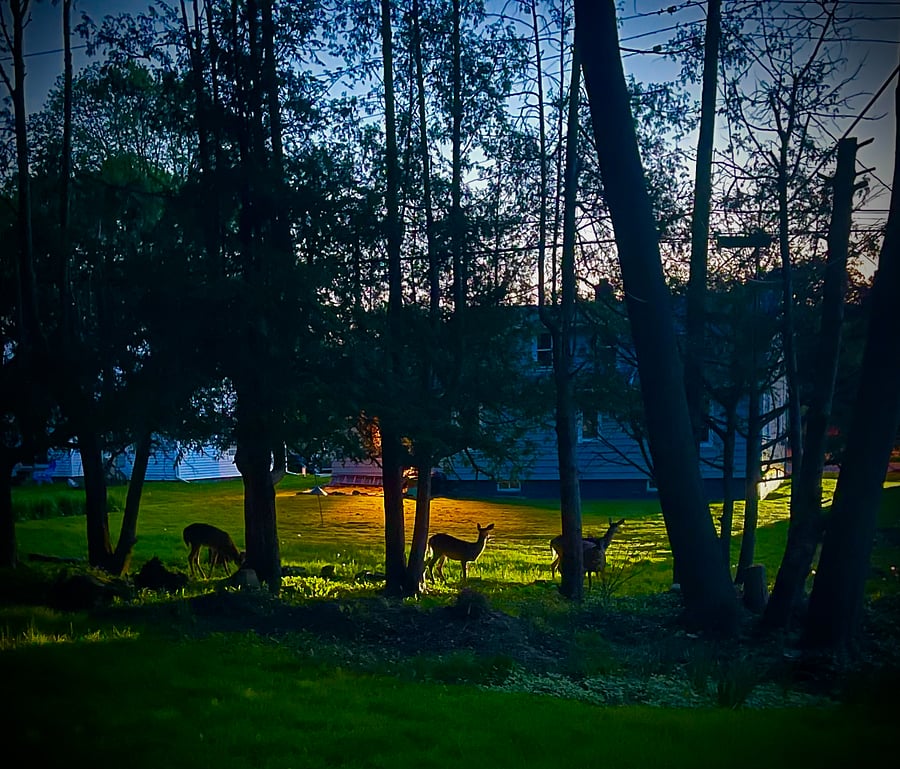 Deer grazing a.m. and p.m.