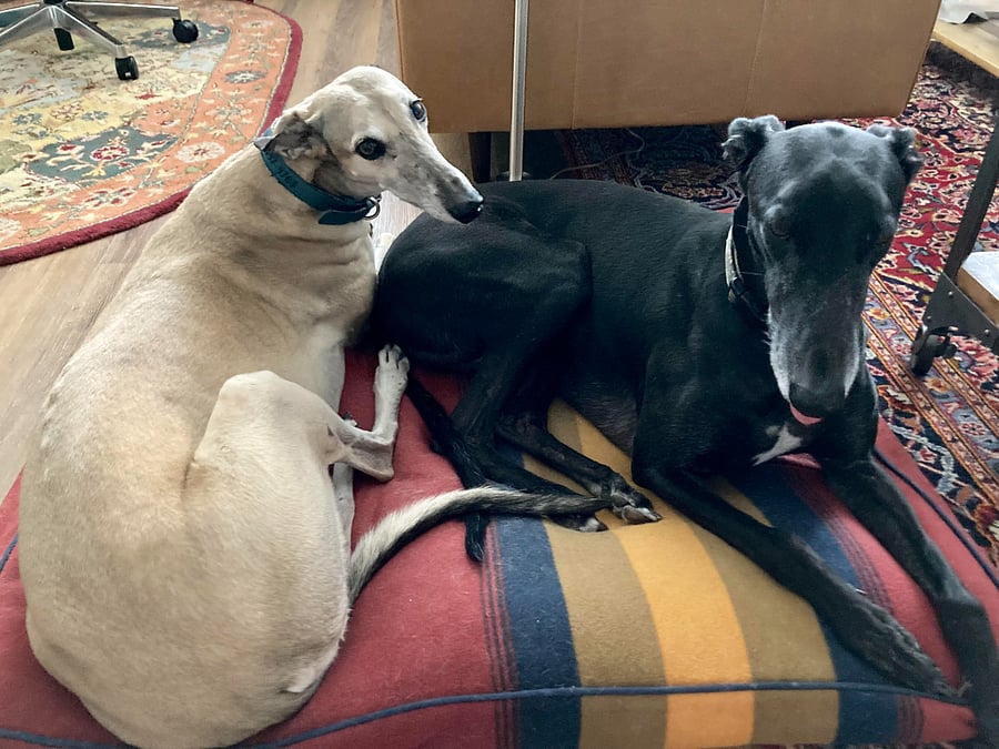 These two sweet old greyhounds live here.