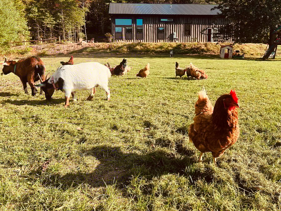 Some of our animal friends on the farm!