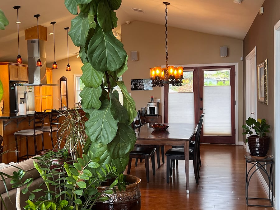 Kitchen/Dining room through the plants