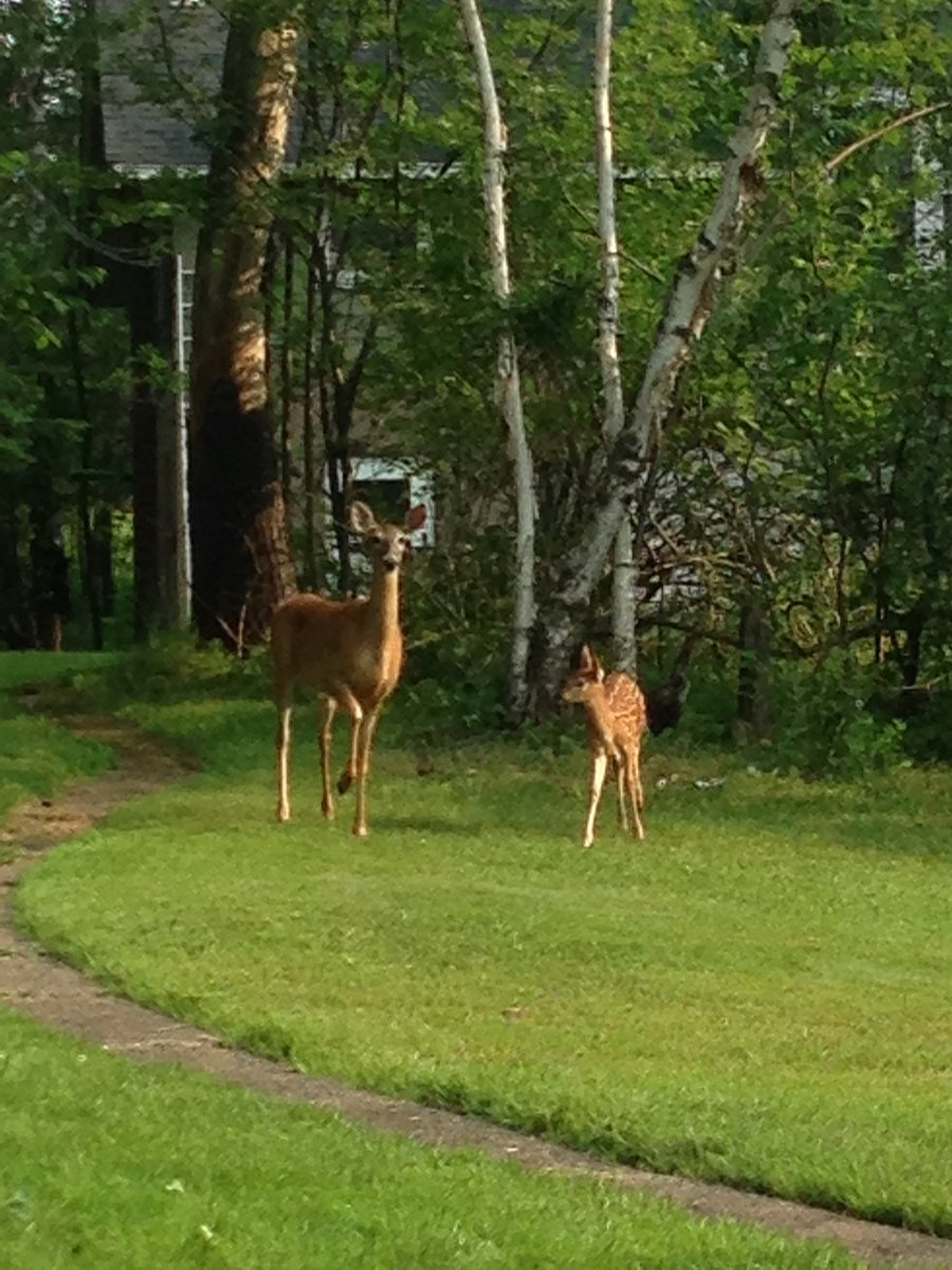 LOTS of deer and other wildlife on the property.