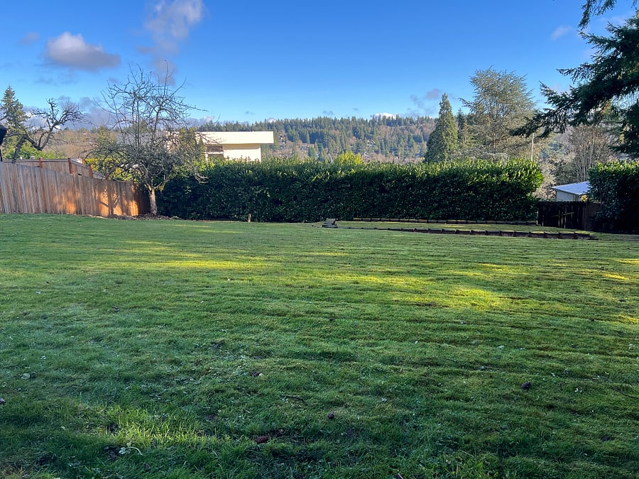 View of fenced in backyard with high privacy bush from Entrance