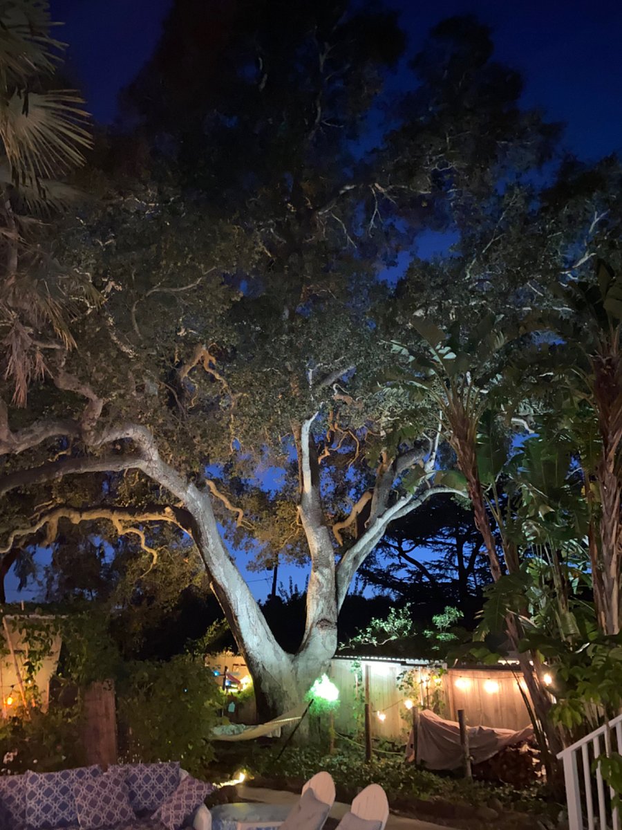 300 year old oak tree in front yard