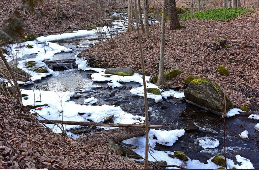 Wampenum Creek on edge of property and forest beyond.