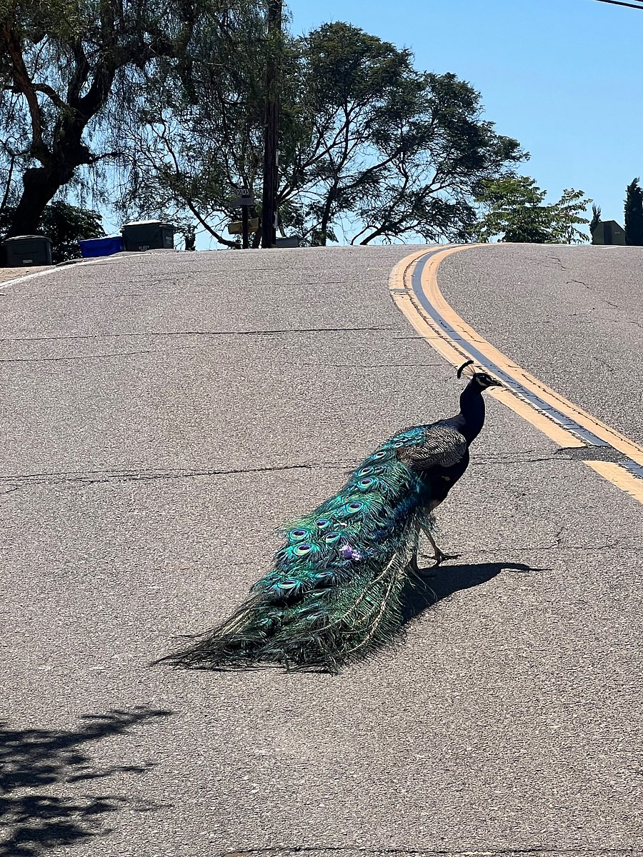 There are roaming peacocks up the hill to the right as you leave the property. They have been here over 50 years and this area has been dubbed "peacock point" or "peacock hill"