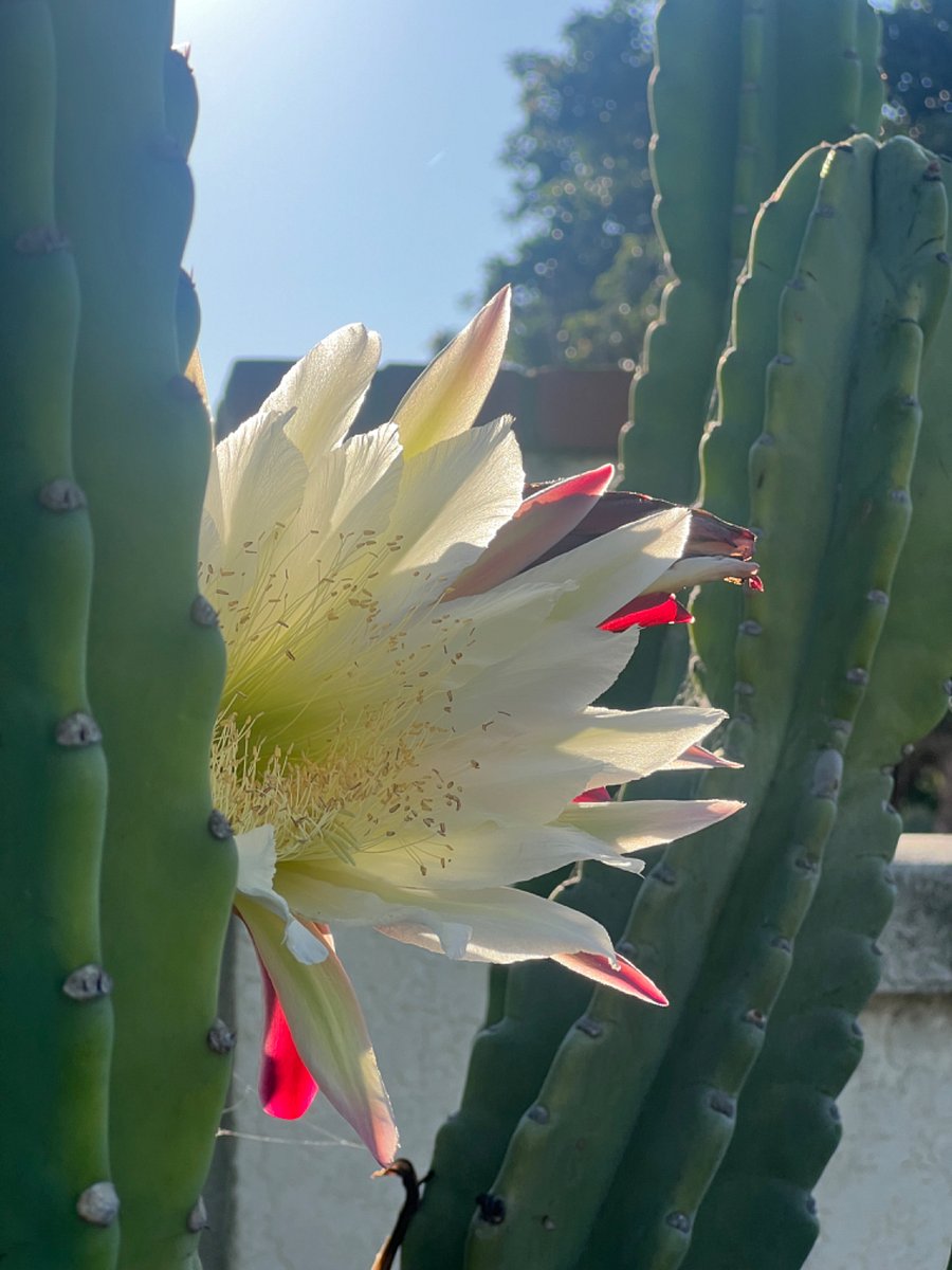 There are various cactus species, succulents and wildflowers throughout the year with new fruits to explore each season.